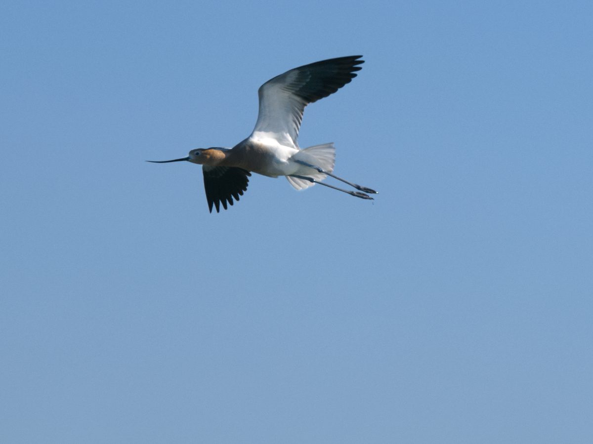 An American Avocet in flight
