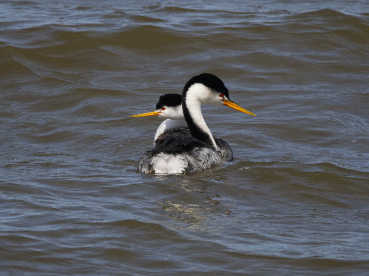 A pair of Western Grebes float on the choppy water at the Narrows, Malheur NWR