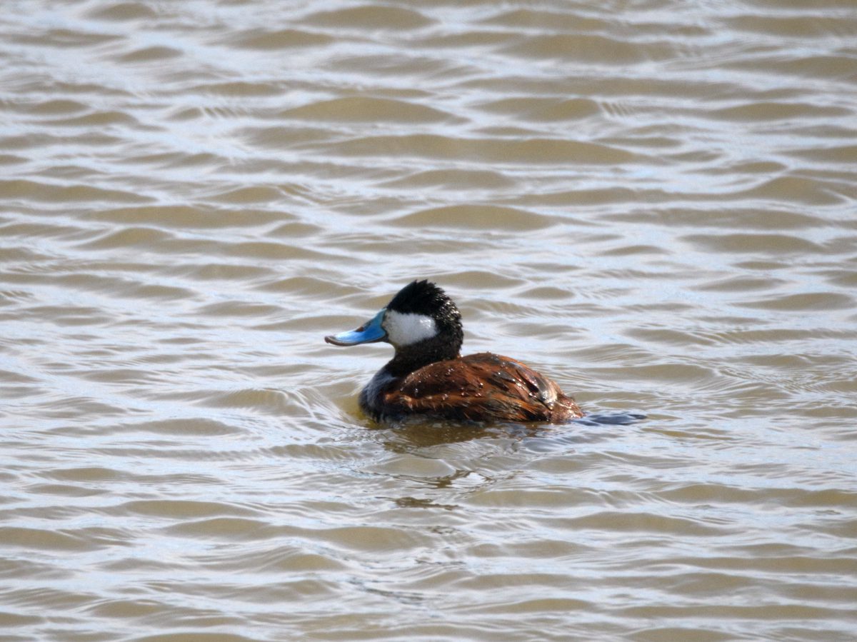A Ruddy Duck, its blue bill shining in the light, floats on a windblown lake.