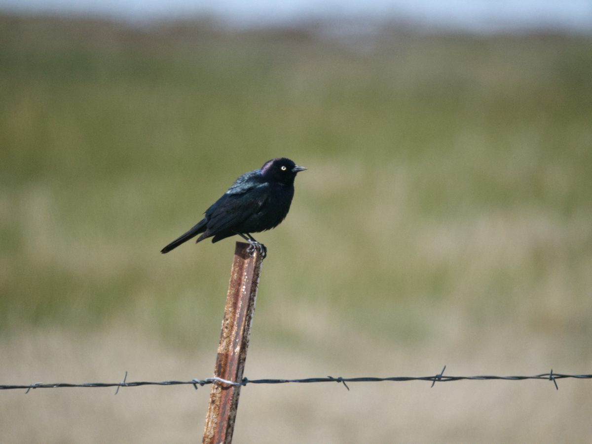 A Brewer's Blackbird shines deep indigo blue as it perches on a fence post in full sun