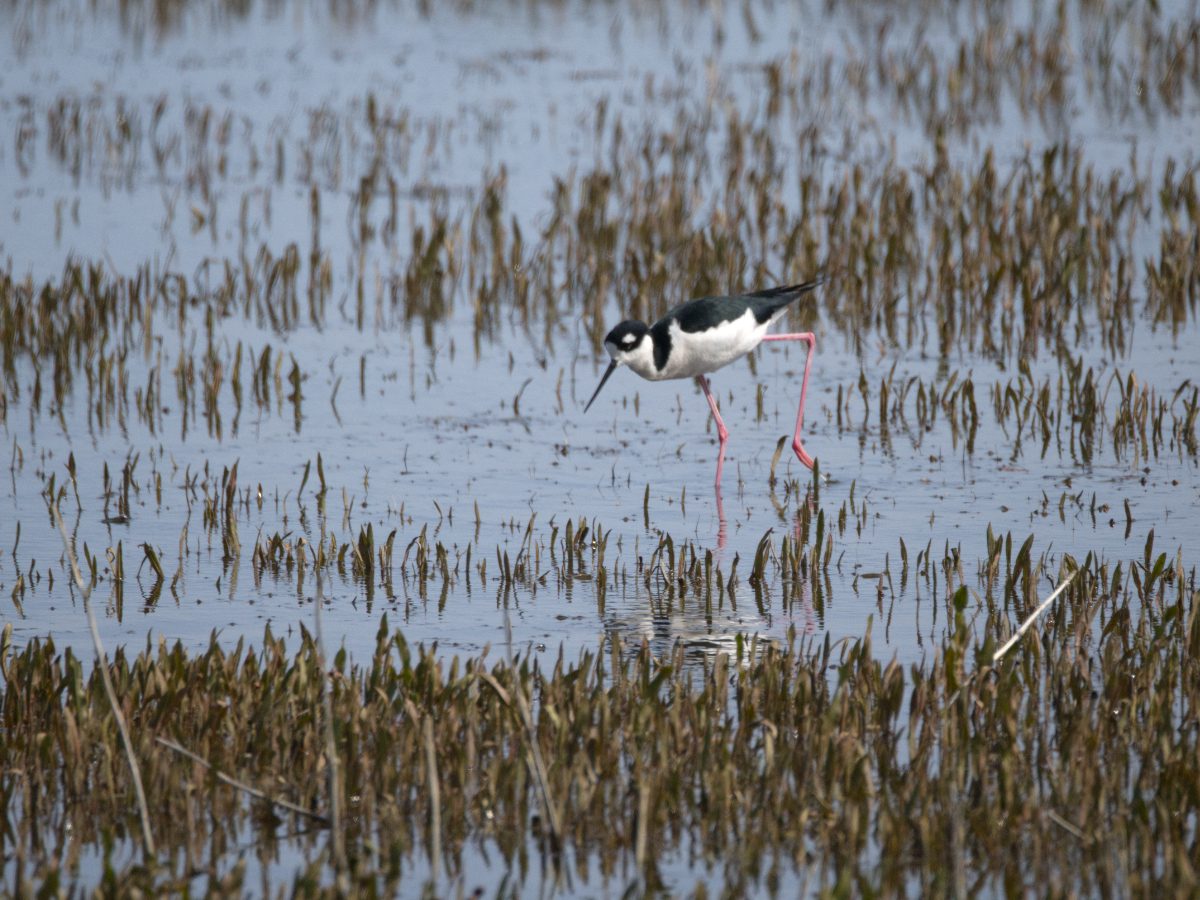 A single Black-necked Stilt lifts a webbed foot as it moves through the marsh.