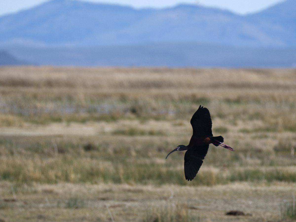 A lone White-faced Ibis turns to land in a grassy field.