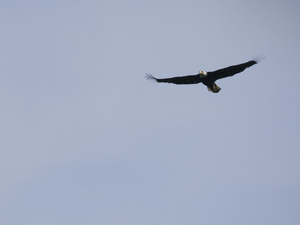 A Bald Eagle in flight in the early morning