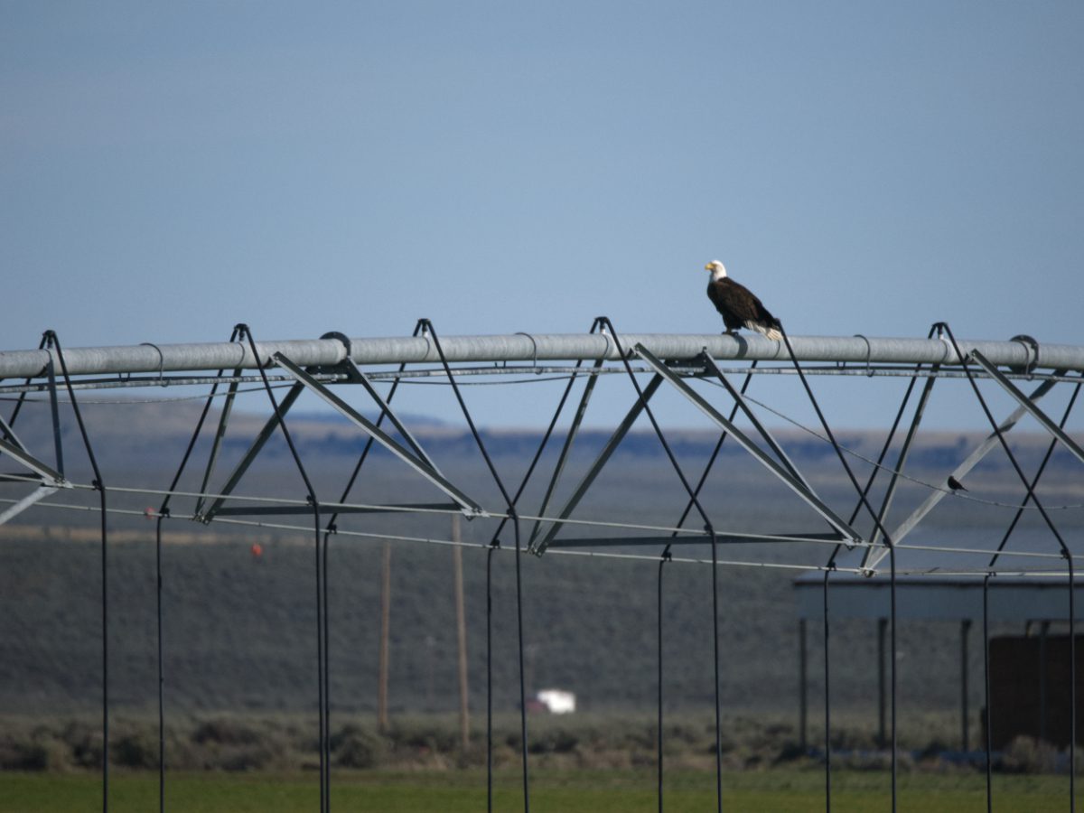 Bald Eagle perched atop an irrigation set-up near Crane, Oregon.