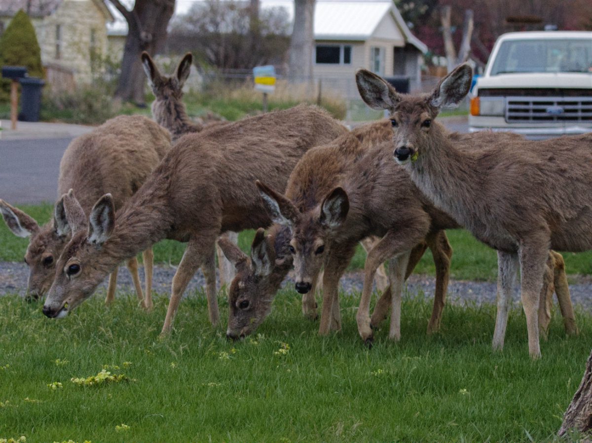 A family of deer grazing on the lush green grass in residential Hines, Oregon