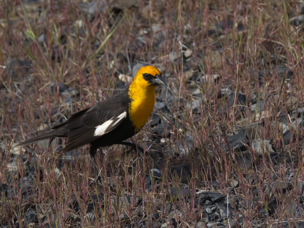 A Yellow-headed Blackbird walking across a rocky surface