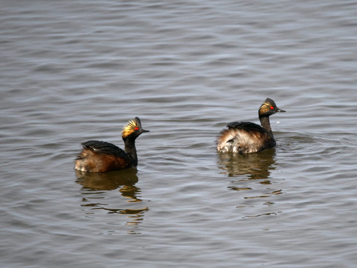 A pair of Earred Grebes, their bright red eyes shining as they float on a wind blown lake.
