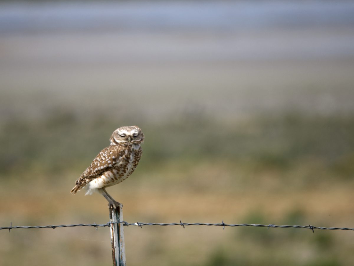 A Burrowing Owl perched on a fence post
