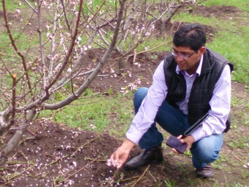 Vinicio Ayala amending a flowering tree