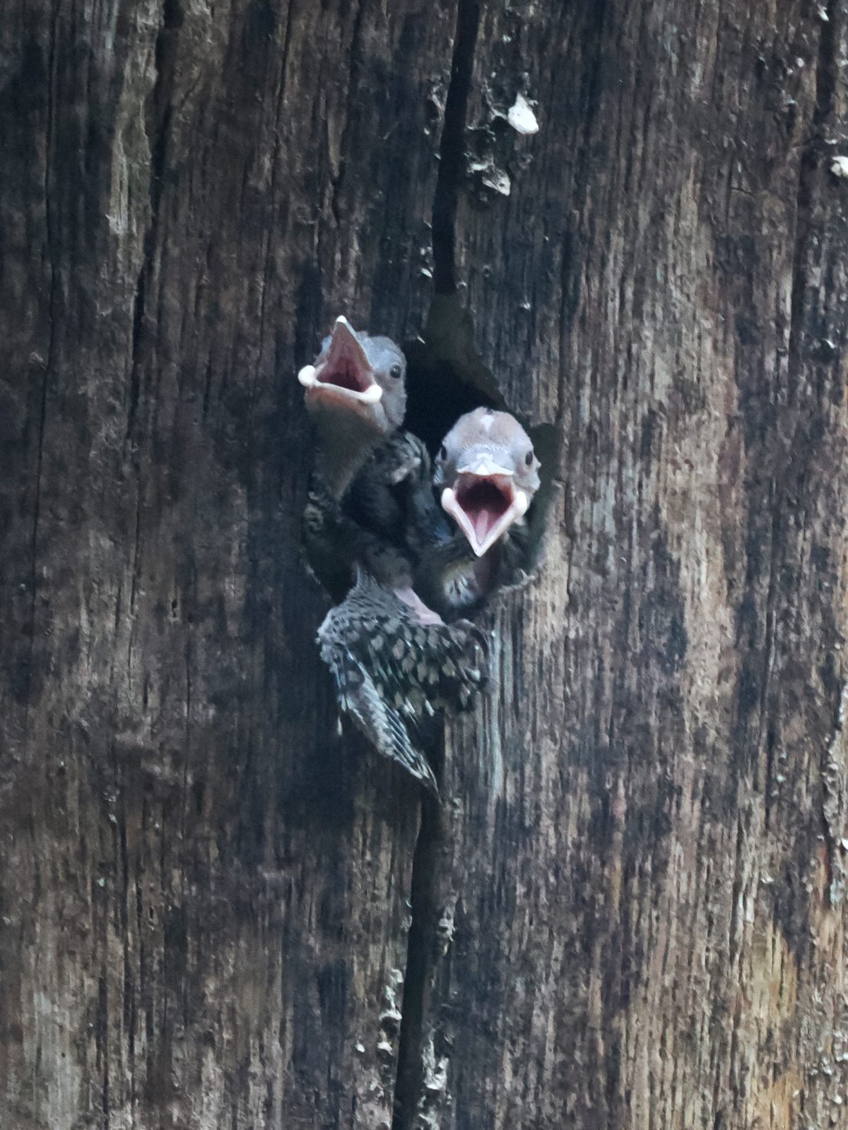 Flicker chicks compete for attention as they stick their gaping mouths out of the nest in hopes that food is coming soon.