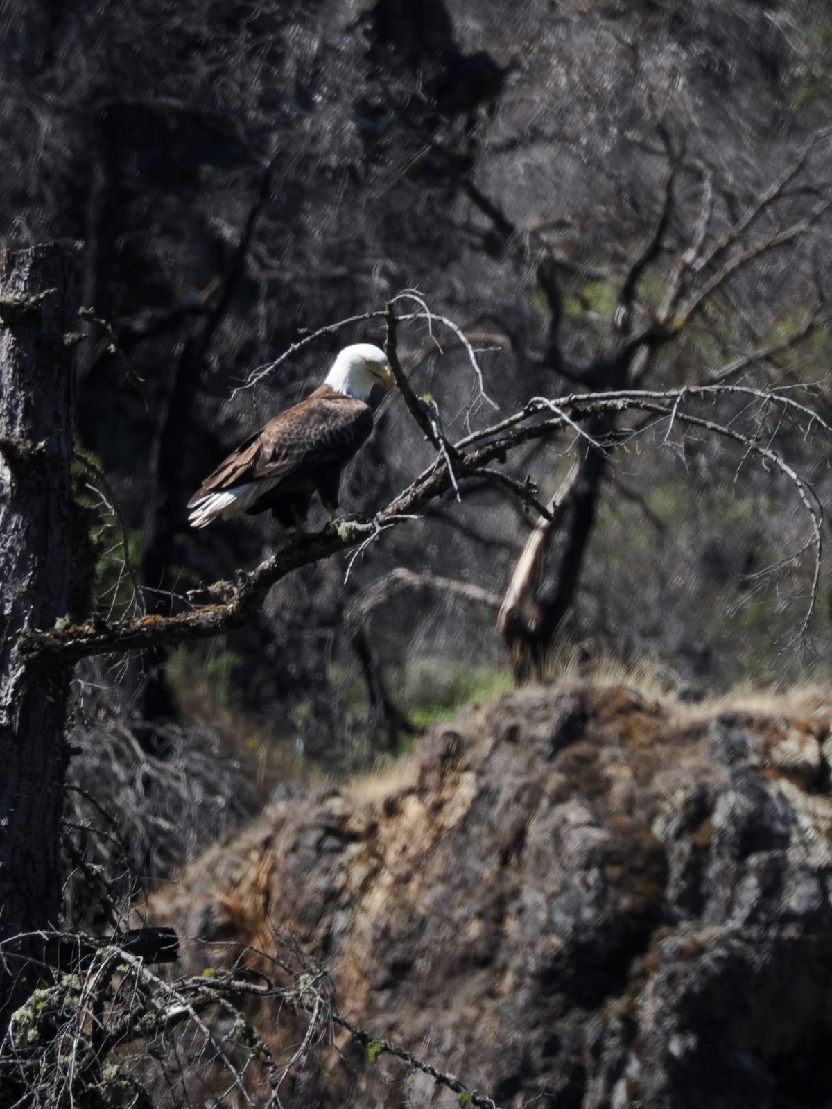 A Bald Eagle perched in the branches of a dead tree.