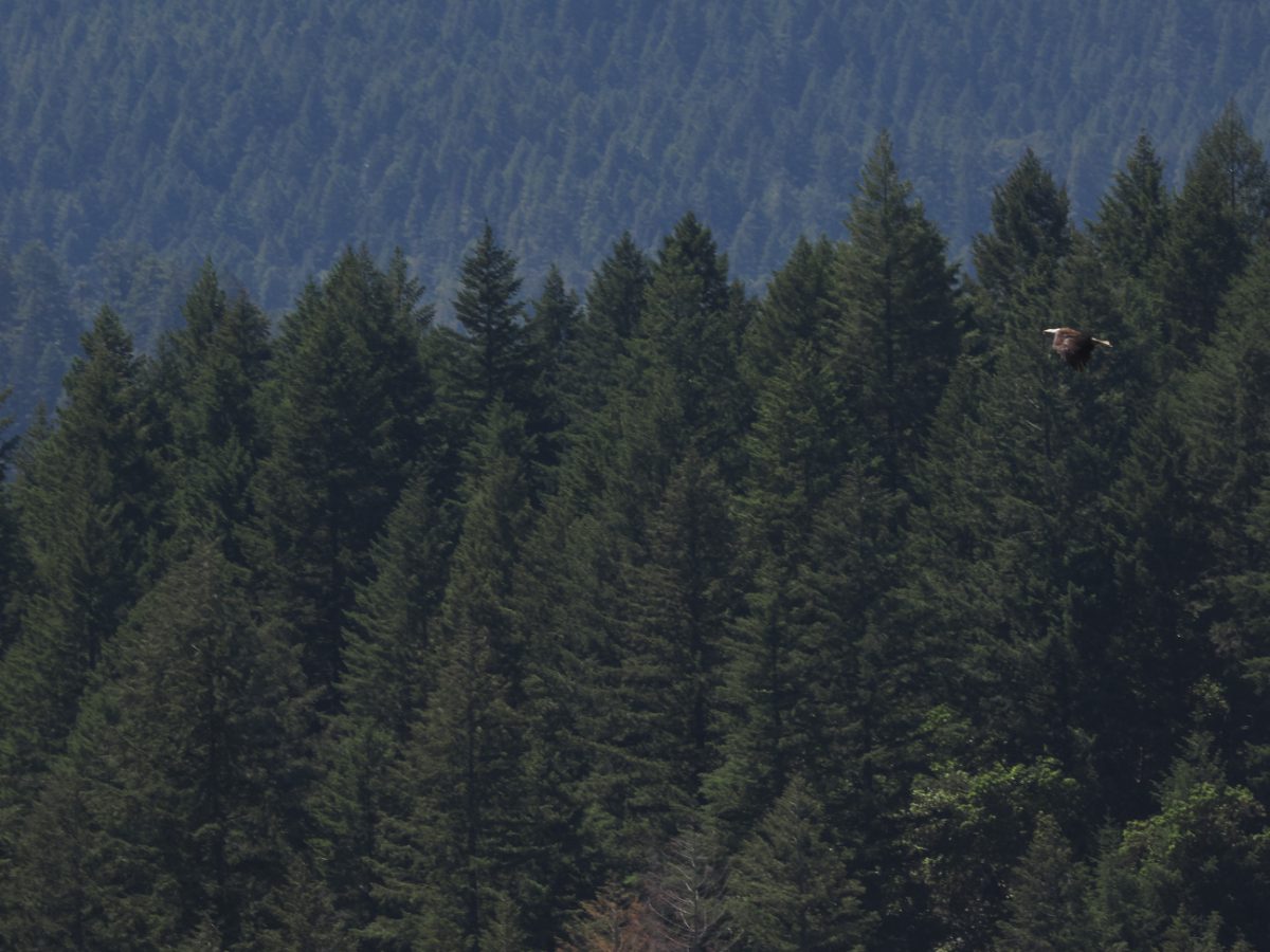 A Bald Eagle flies overhead, dark green douglas fir in the back ground.