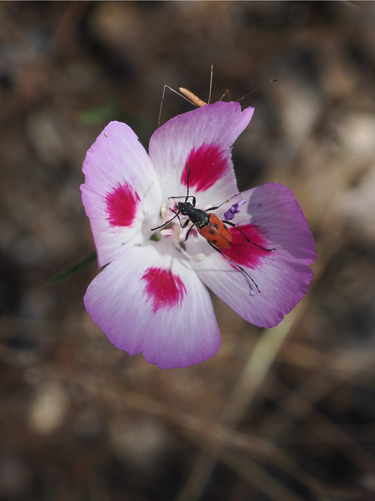 A bubble gum pink clarkia with hot pink spots on each of its four petals is visited by a red beetle.