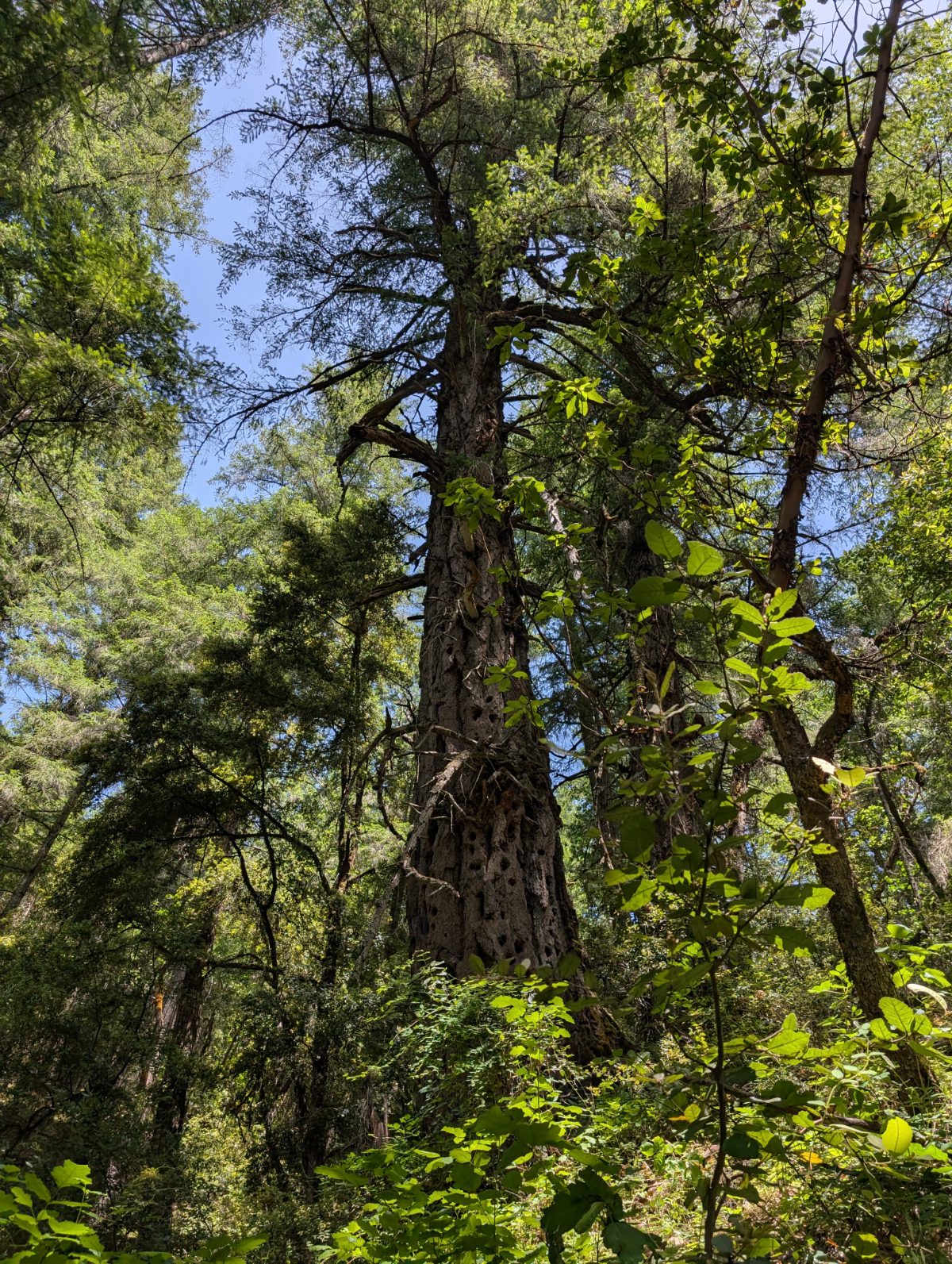 A lone Doug Fir with dozens of woodpecker holes in its trunk, stands among smaller trees.