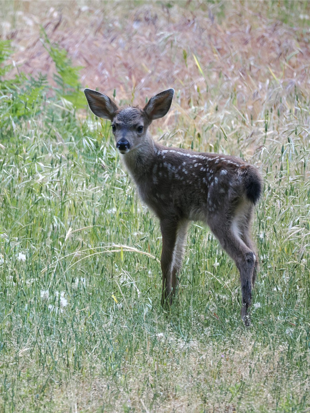 A very young fawn stands alert in a grassy field.