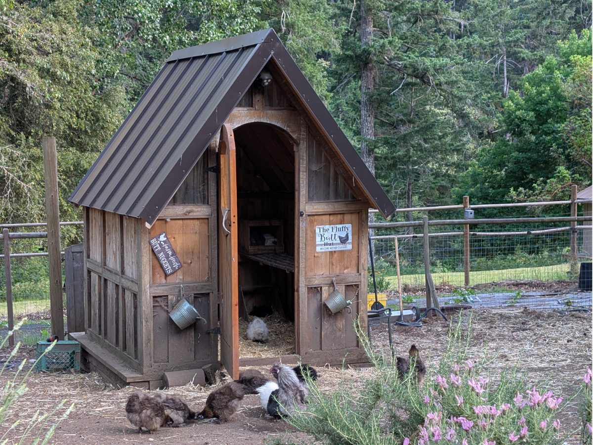 A chicken coop branded "The Fluffy Butt Hut" with a some very fluffy chickens in the yard at Paradise Lodge on the Rogue River