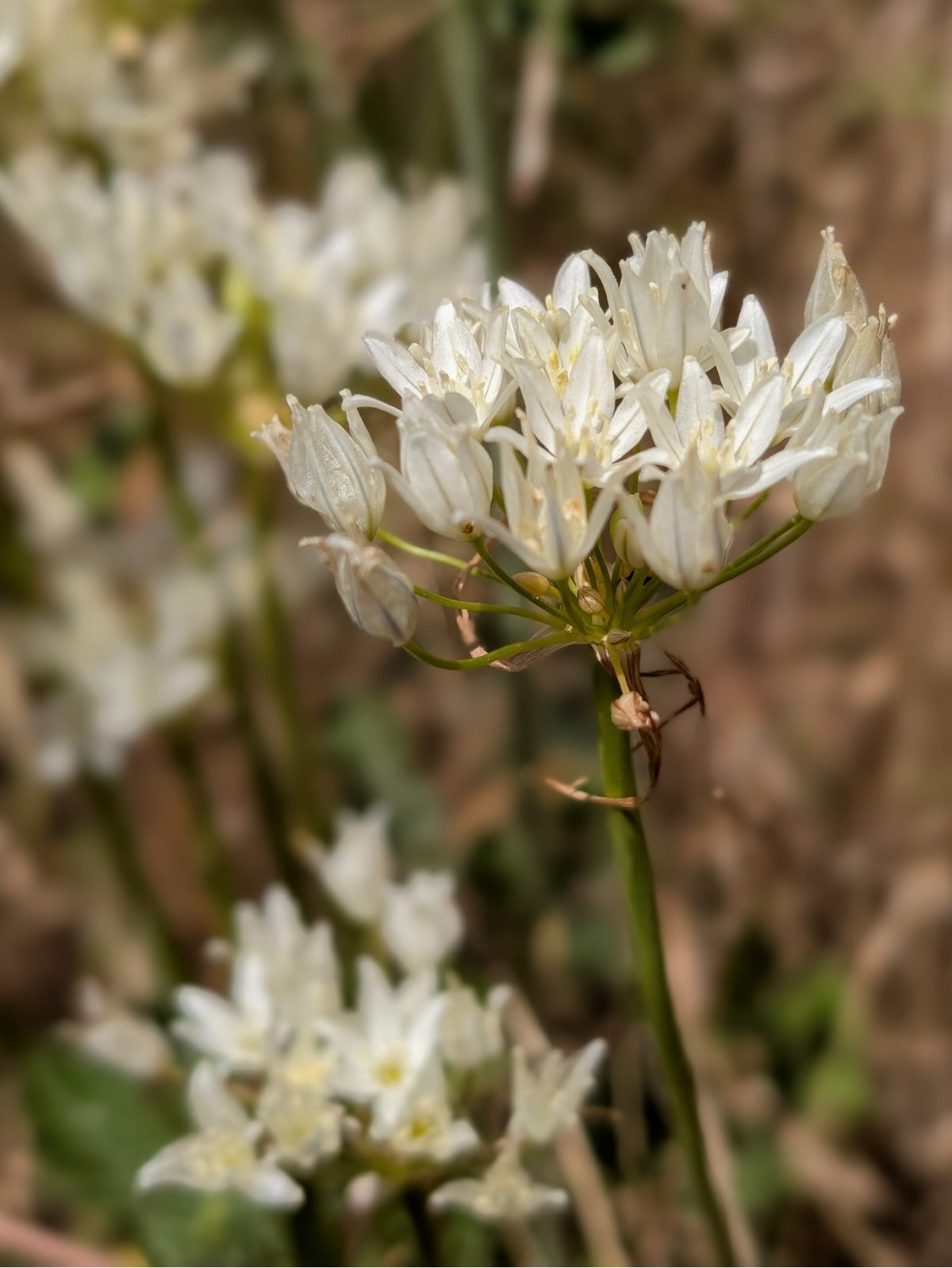 A cluster of six petaled white flowers with pale yellow stamens blooming in late May are likely fool's onions.