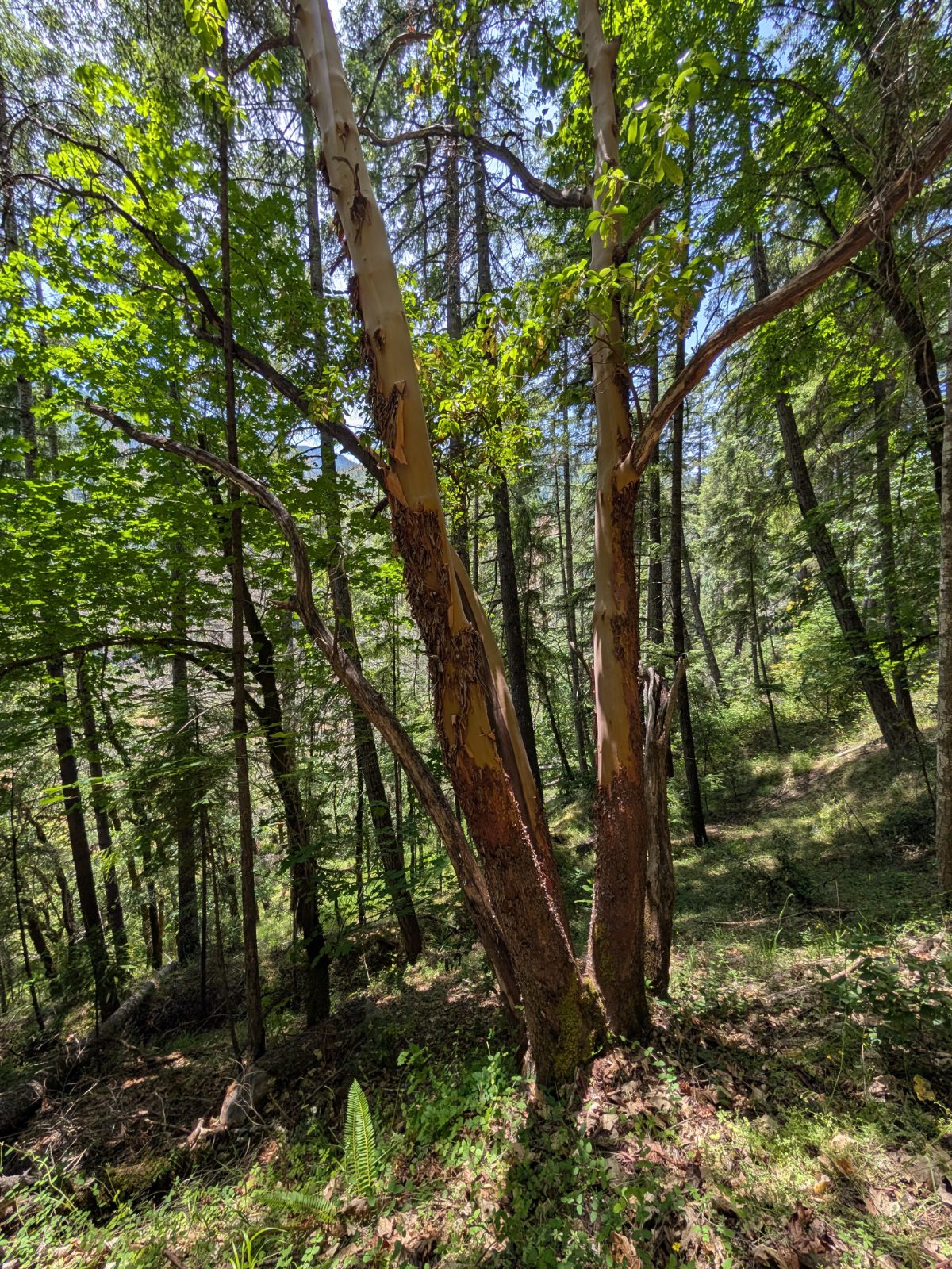 A small stand of Pacific Madrone with its distinctive peeling bark along the Lower Rogue Trail.