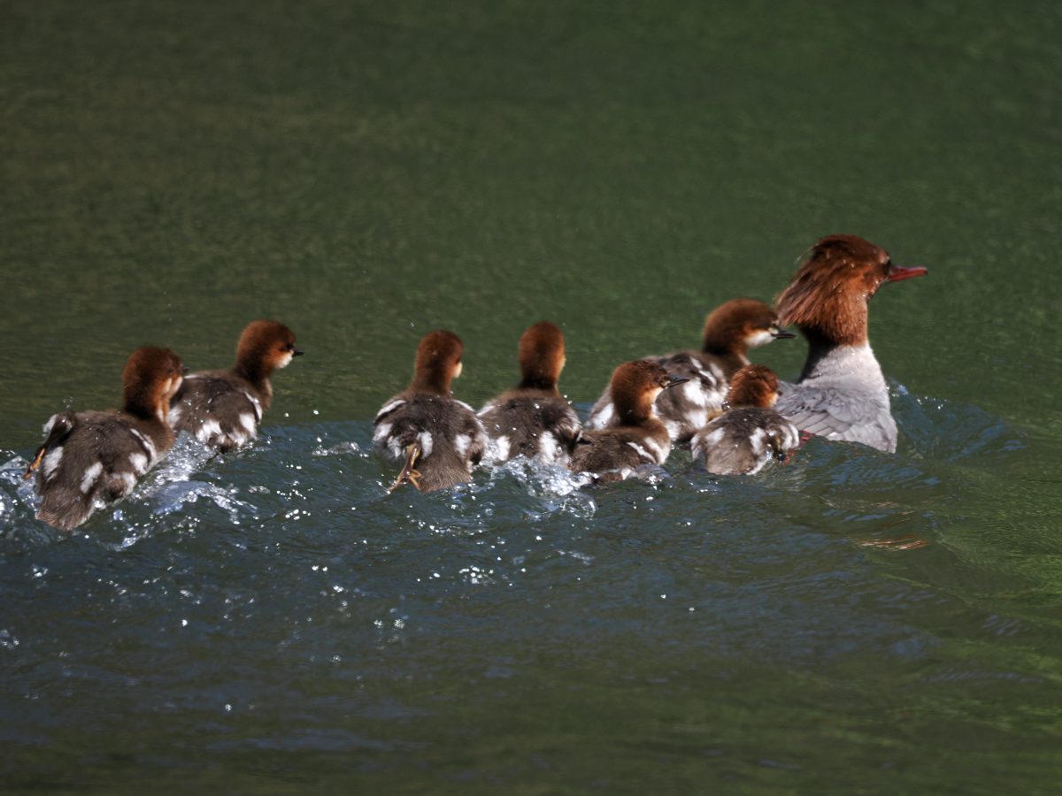 A female Hooded Merganser with at least seven ducklings swims away on a calm river. 
