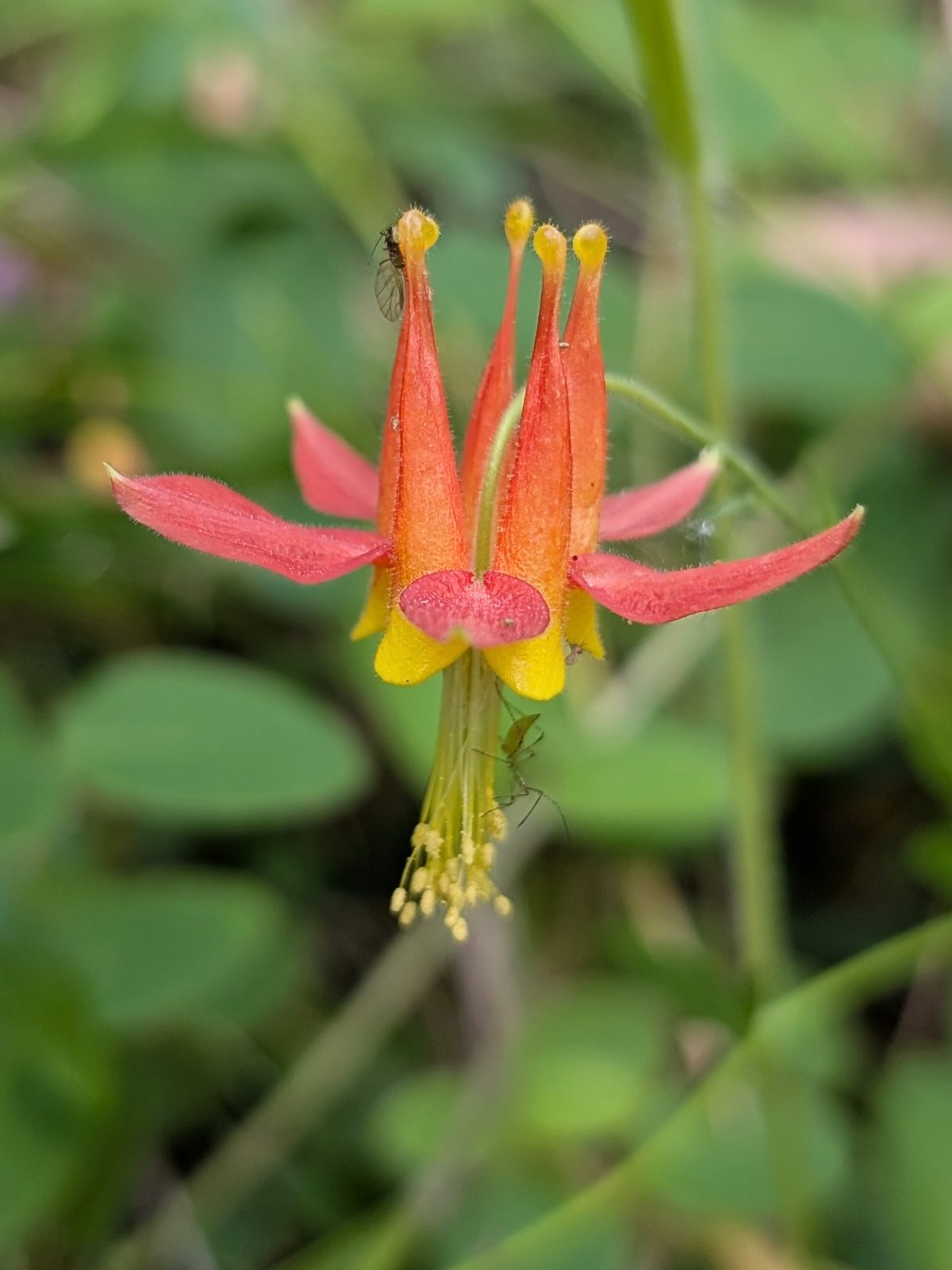 A Western Columbine in pale reds, peachy orange, and lemon yellow.