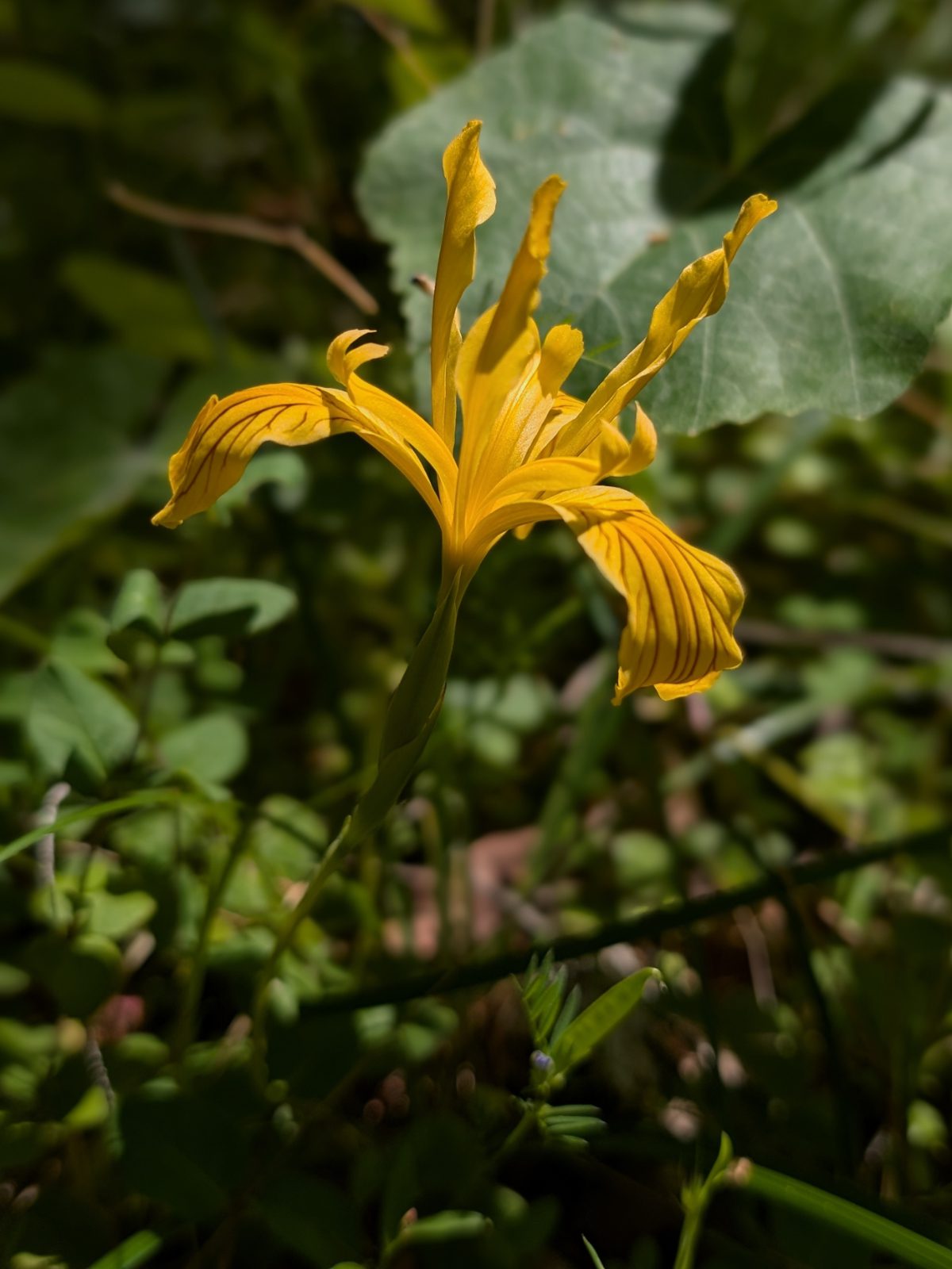 A bright yellow iris grows low to the ground.