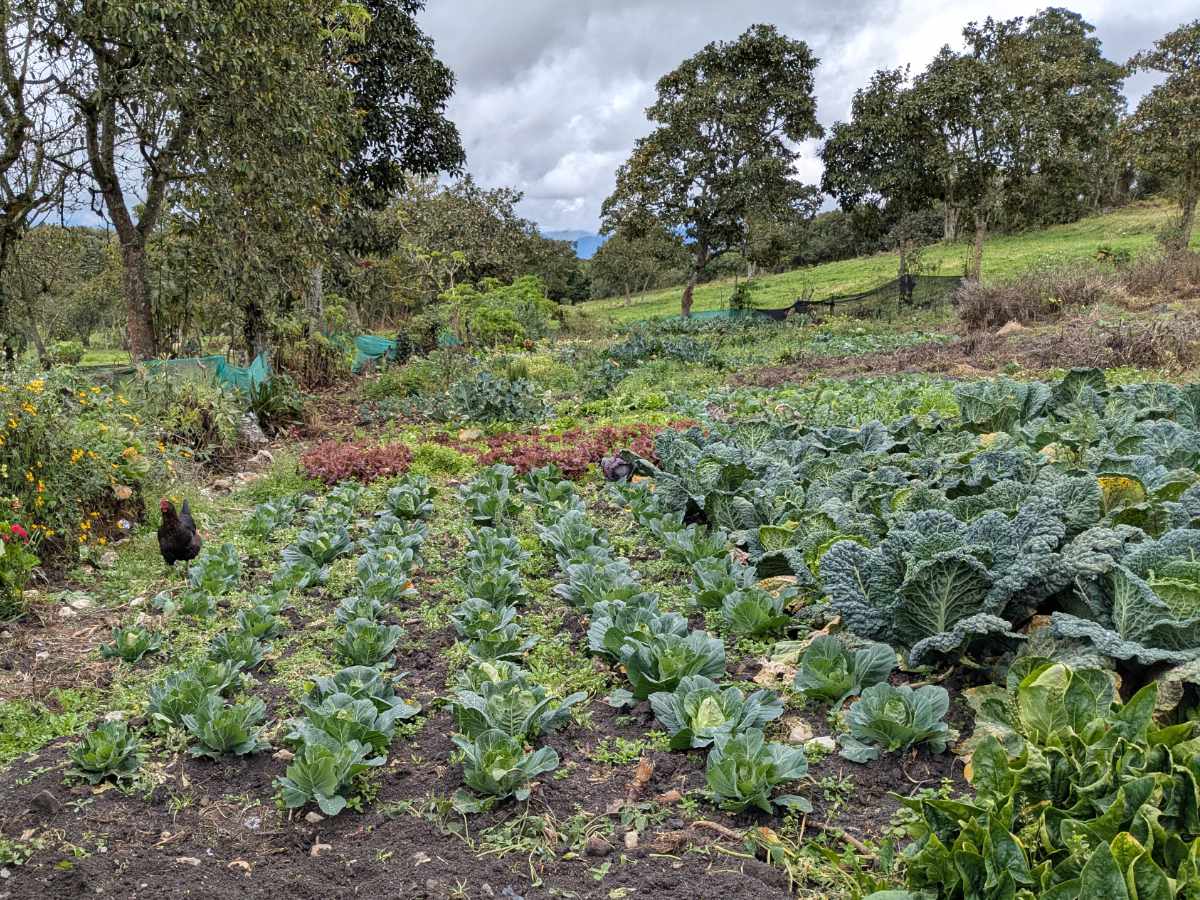 A field full of cabbages from starts to ready to harvest surrounded by trees and one lone chicken strolling the grounds.