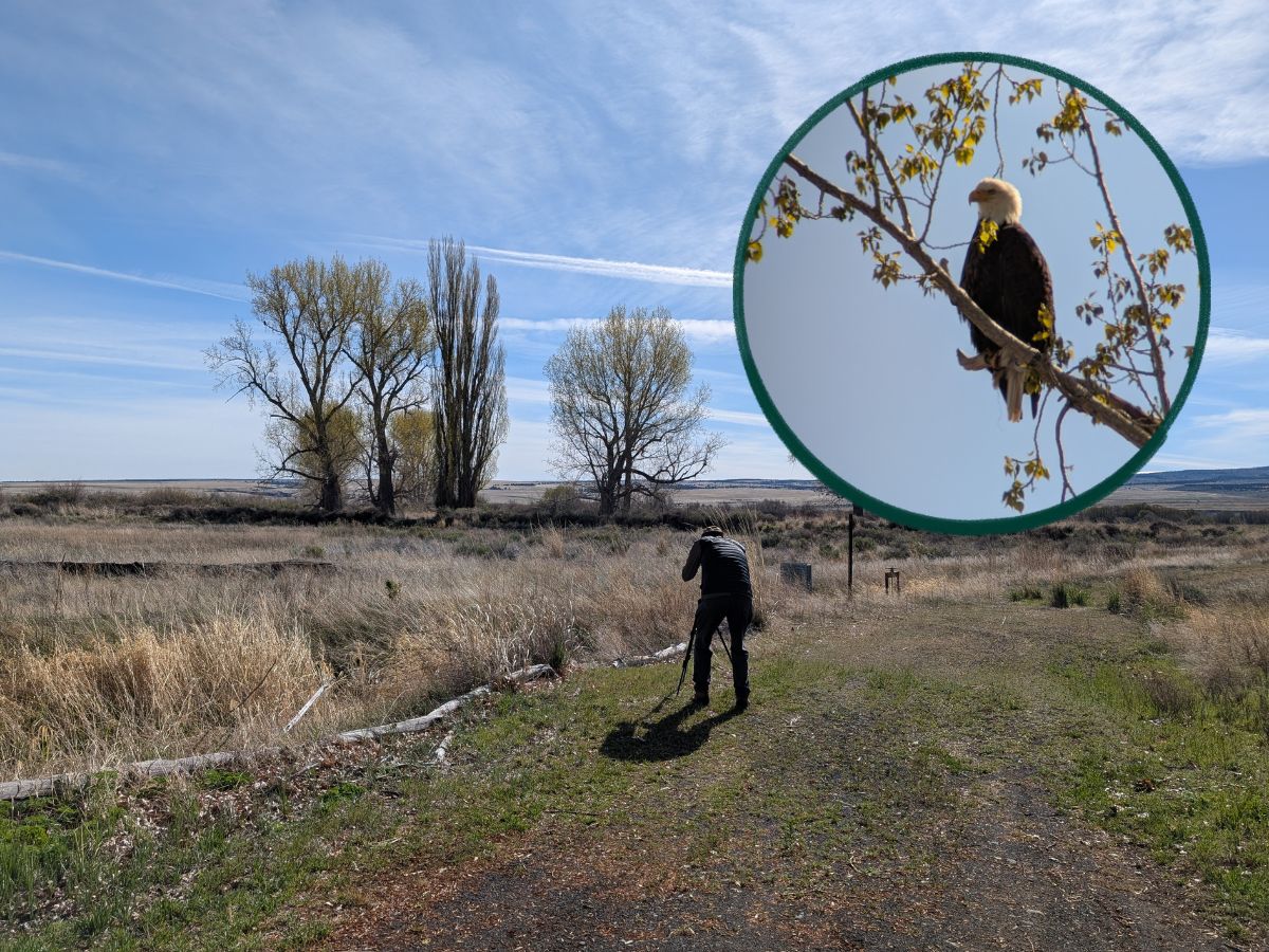 Scott lining up the Maven spotting scope to a distant set of trees where a Bald Eagle (inset) is perched near its nest.