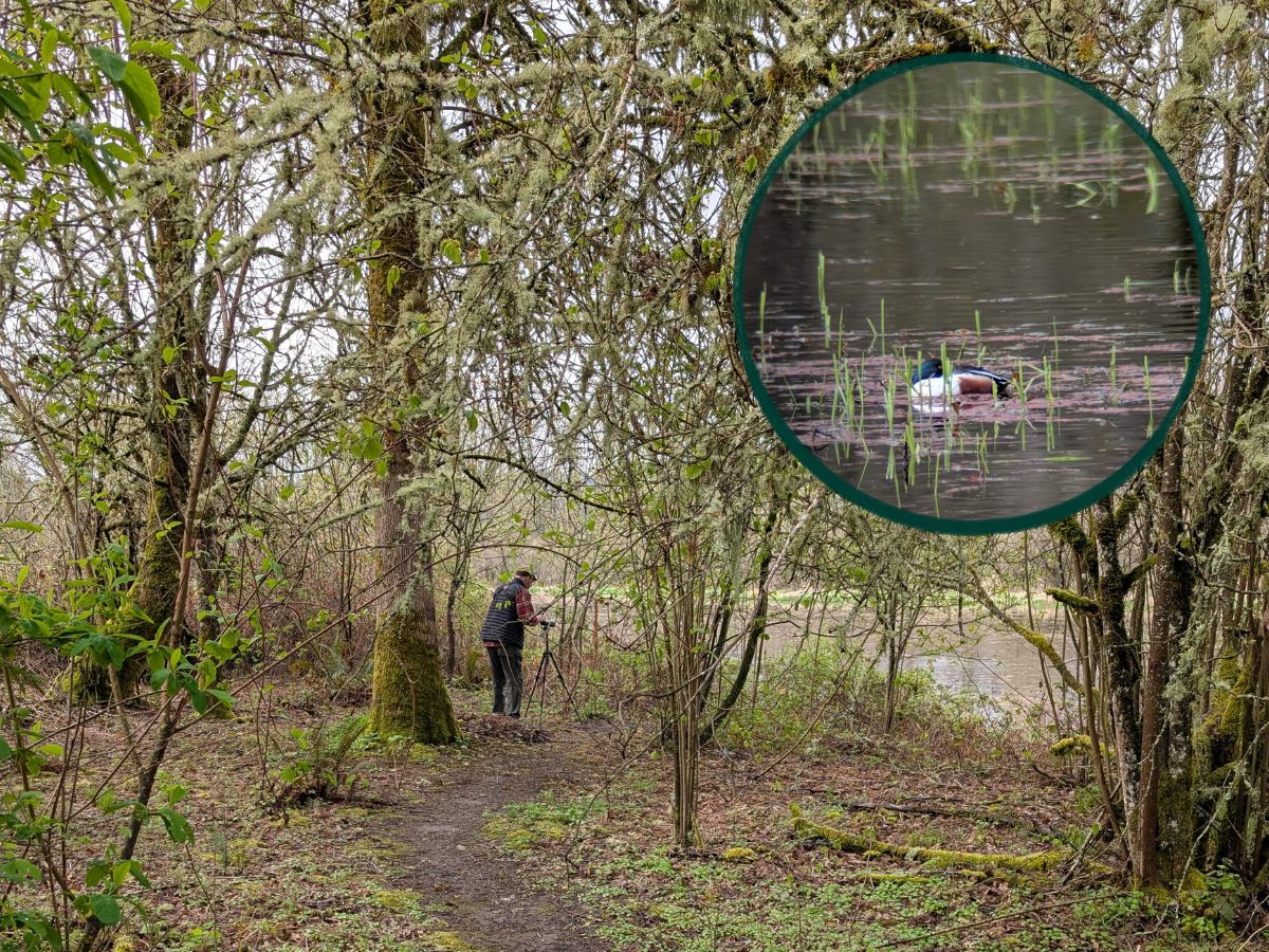 Scott stands among a thicket of trees, aiming a spotting scope towards the water; inset a picture of a Northern Shoveler he sees in the distance.