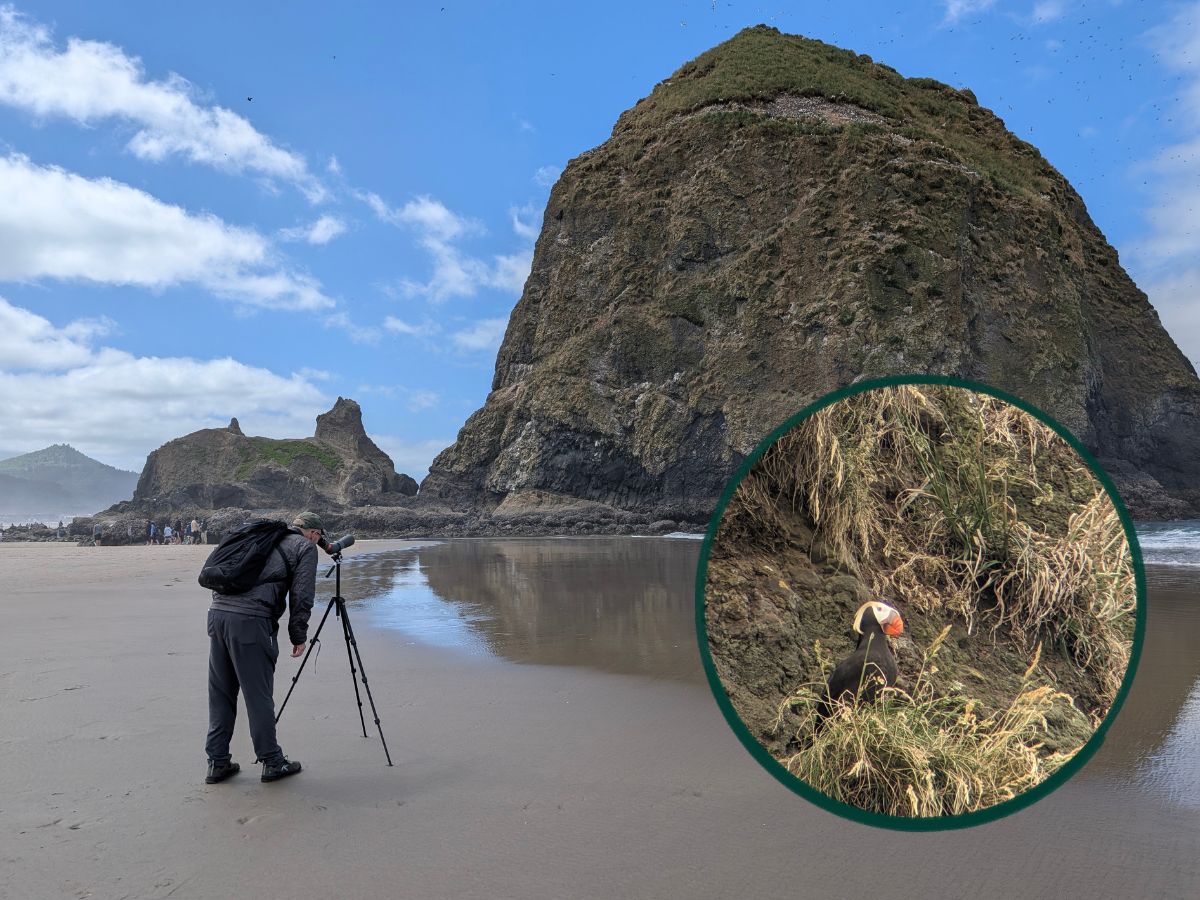 Scott looking through the Maven Spotting Scope at a Tufted Puffin (inset) high on Haystack Rock.