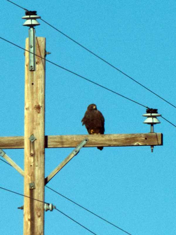 A grainy image of a Swainson's Hawk on a telephone pole.