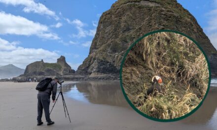 Does a Casual Birder Need a Spotting Scope?