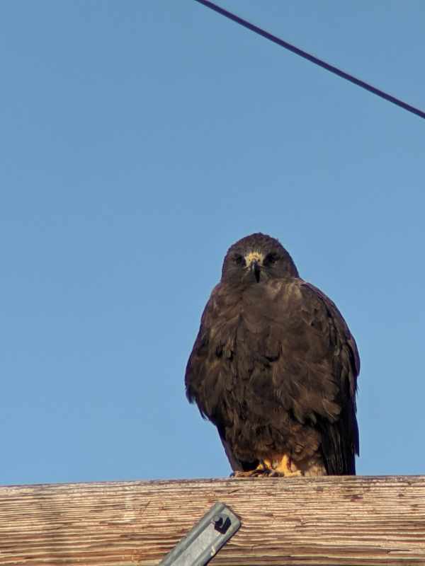 Swainson's Hawk on a telephone pole taken with a cellphone camera through a spotting scope at 15x magnification