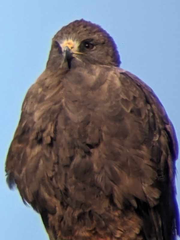 Swainson's Hawk on a telephone pole taken with a cellphone camera through a spotting scope at 45x magnification